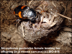 Nicrophorus pustulatus